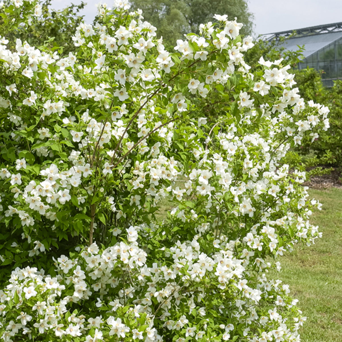 Philadelphus Belle Etoile - Seringat Belle Etoile - Philadelphus - Philadelphus - Seringat