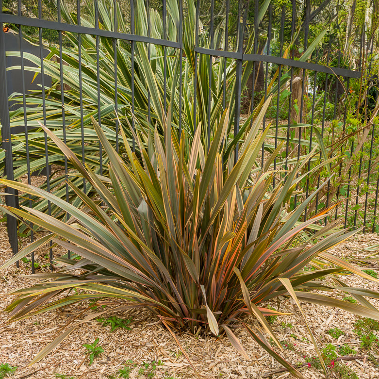 Phormium Sundowner - Phormium Sundowner - Lin de Nouvelle-Zélande - Lin de nouvelle Zélande - Phormium