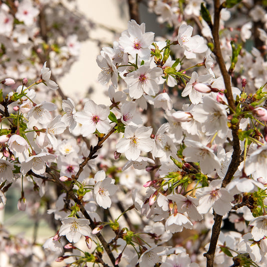 Cerisier à fleurs du Tibet - Bakker