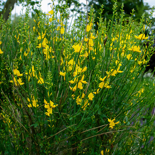 Genêt d'Espagne - Bakker