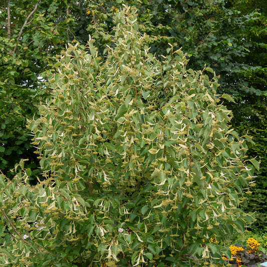 Tilleul de Henry - Bakker