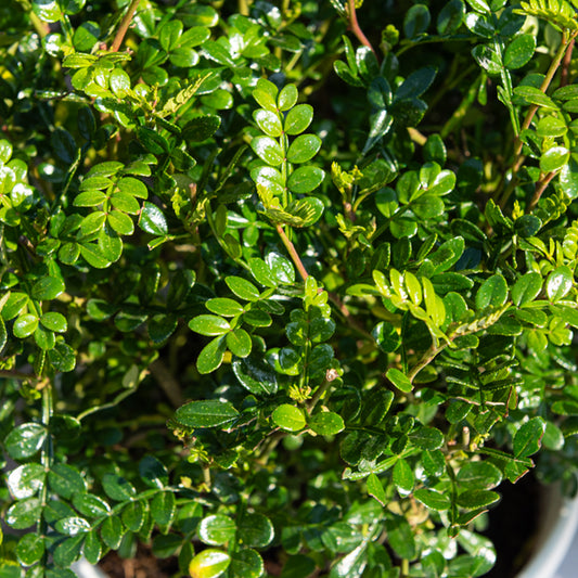 Poivrier du Sichuan - Bakker