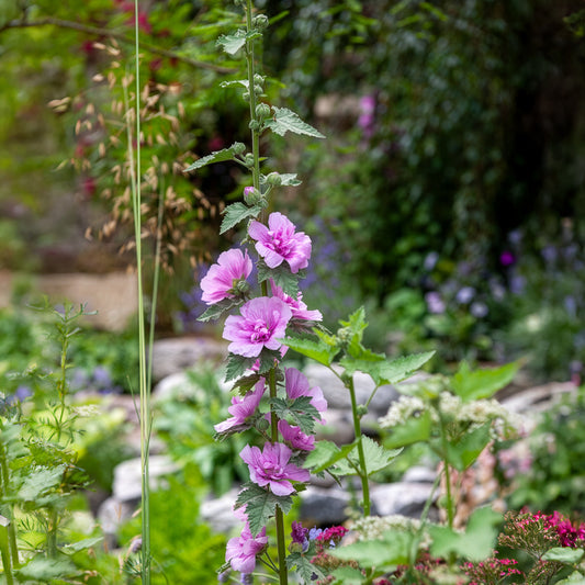 Alcalthaea Parkrondell - Bakker