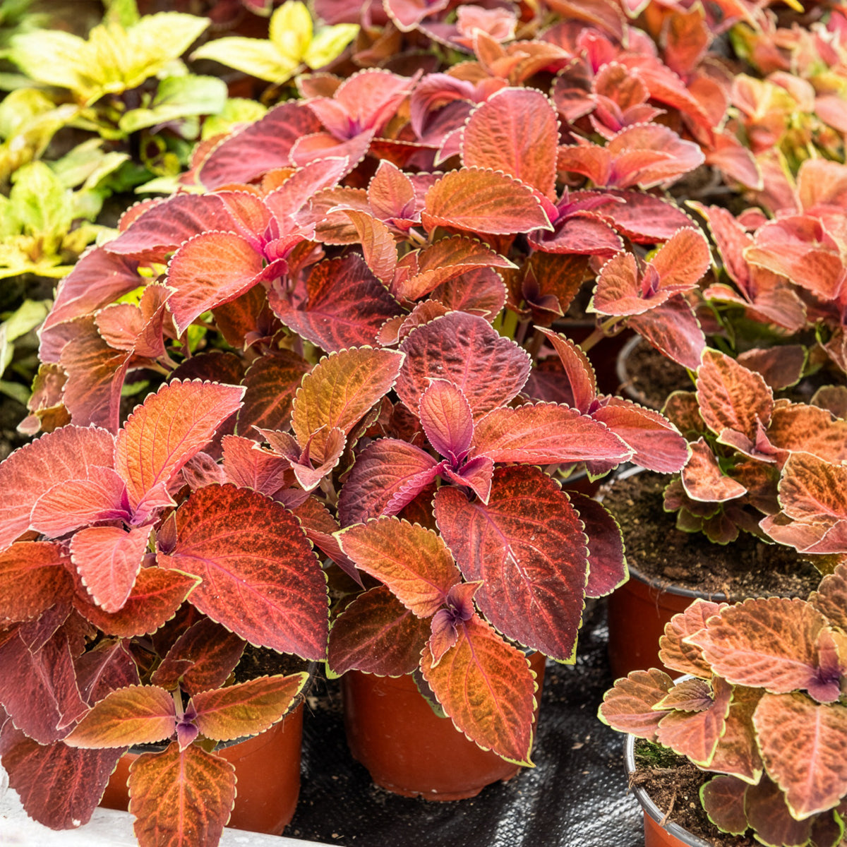 Coleus Wizard - Bakker