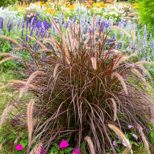 Eulalie Lady in Red - Bakker