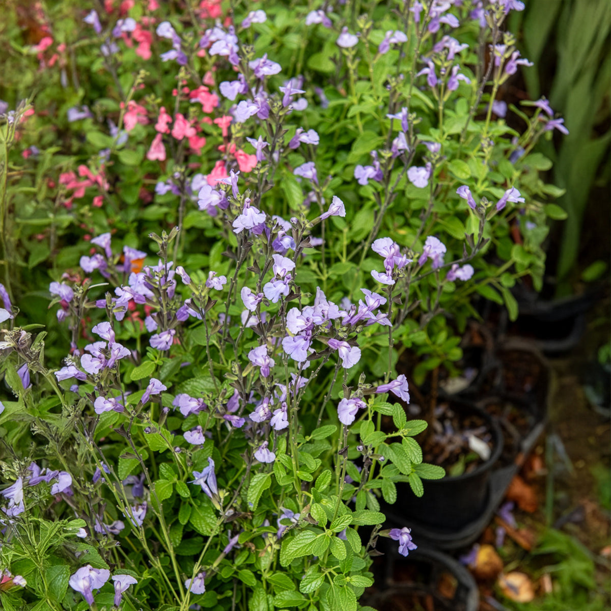 Sauges - Sauge arbustive So Cool Pale Blue - Salvia microphylla So Cool Pale Blue