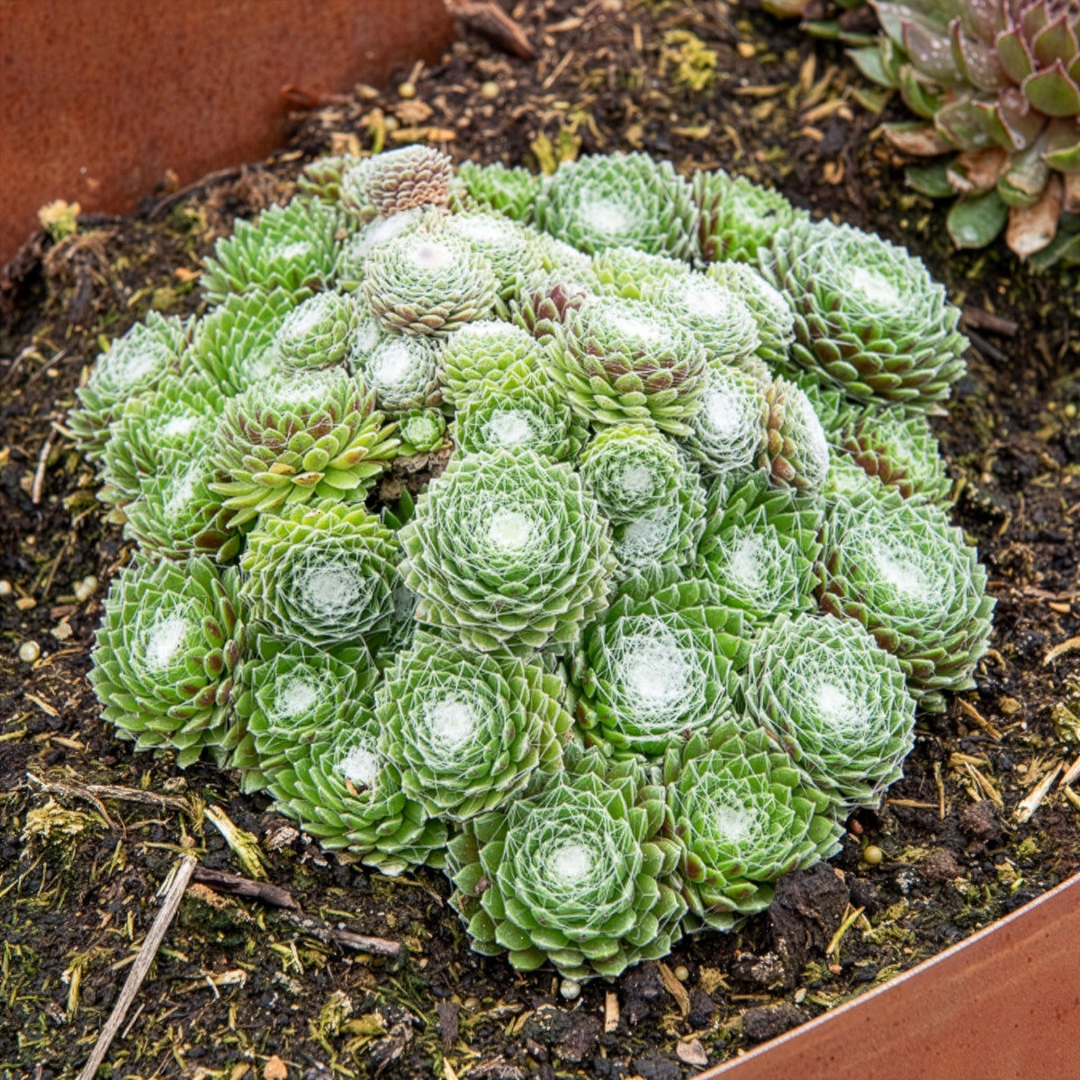 Joubarbe Chick Charms® Arctic white - Sempervivum - Bakker
