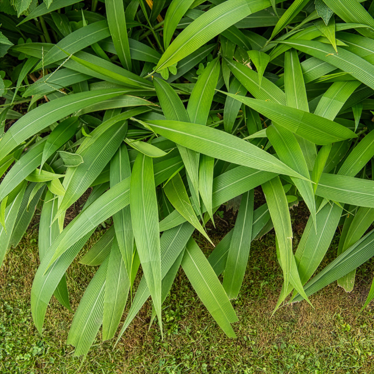 Graminées - Herbe palmier - Setaria palmifolia