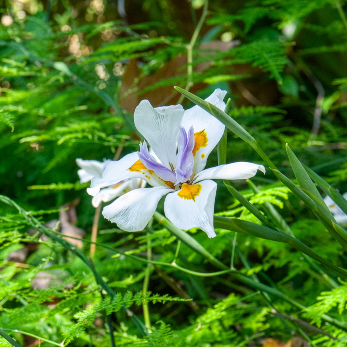 Dietes à grandes fleurs - Dietes grandiflora - Bakker
