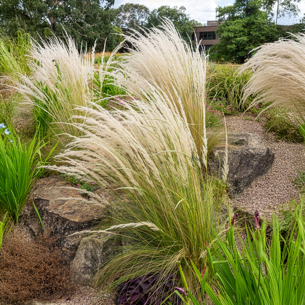 Stipe - Stipe ichu - Stipa ichu