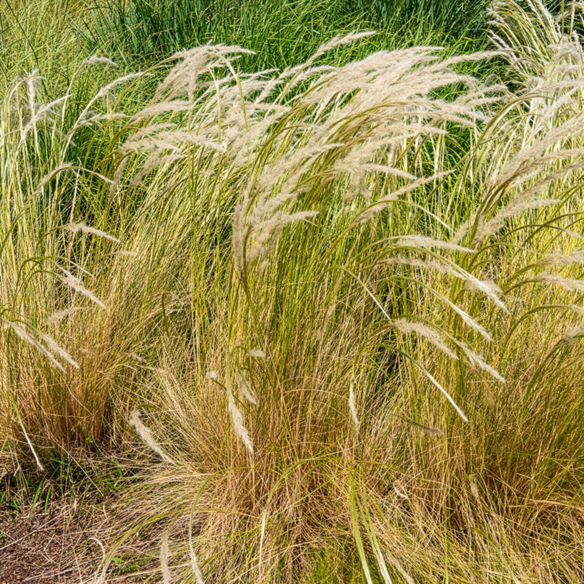 Stipe ichu - Stipa ichu - Bakker