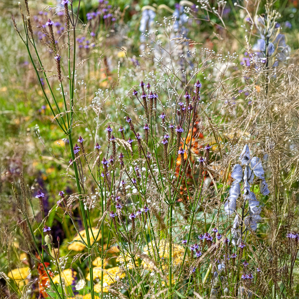 Verveine Lavender Spires - Bakker