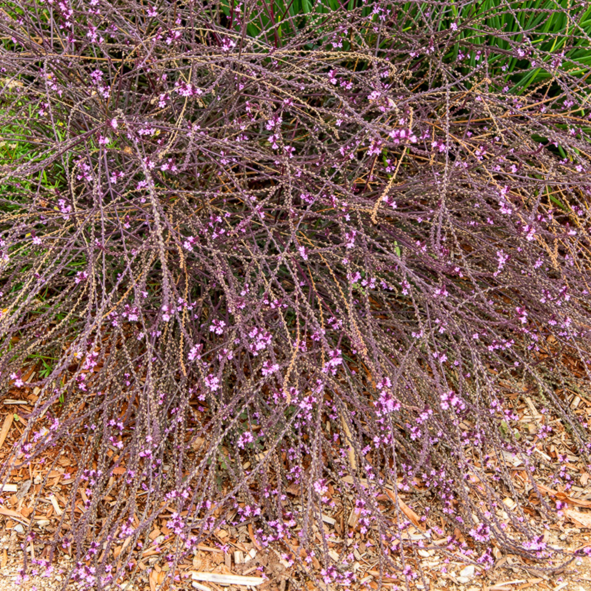 Verveine officinale Bampton - Bakker