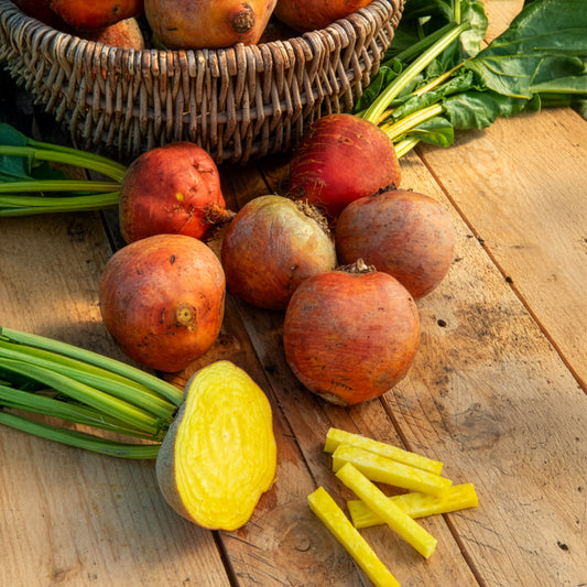 Betterave jaune Burpees Golden - Bakker