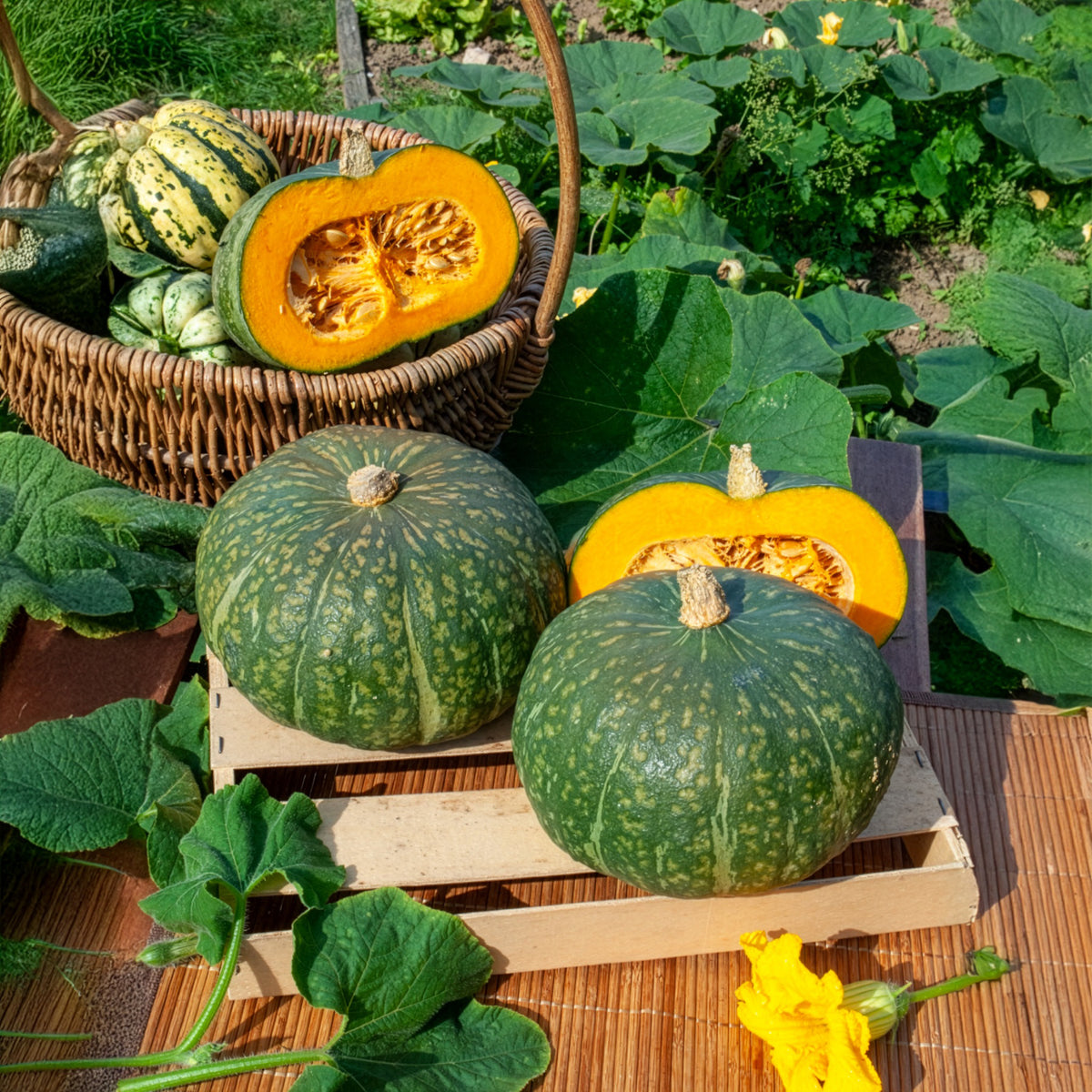 Courge Delicata - Bakker