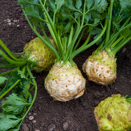 Céleri-rave Monarch - Bakker