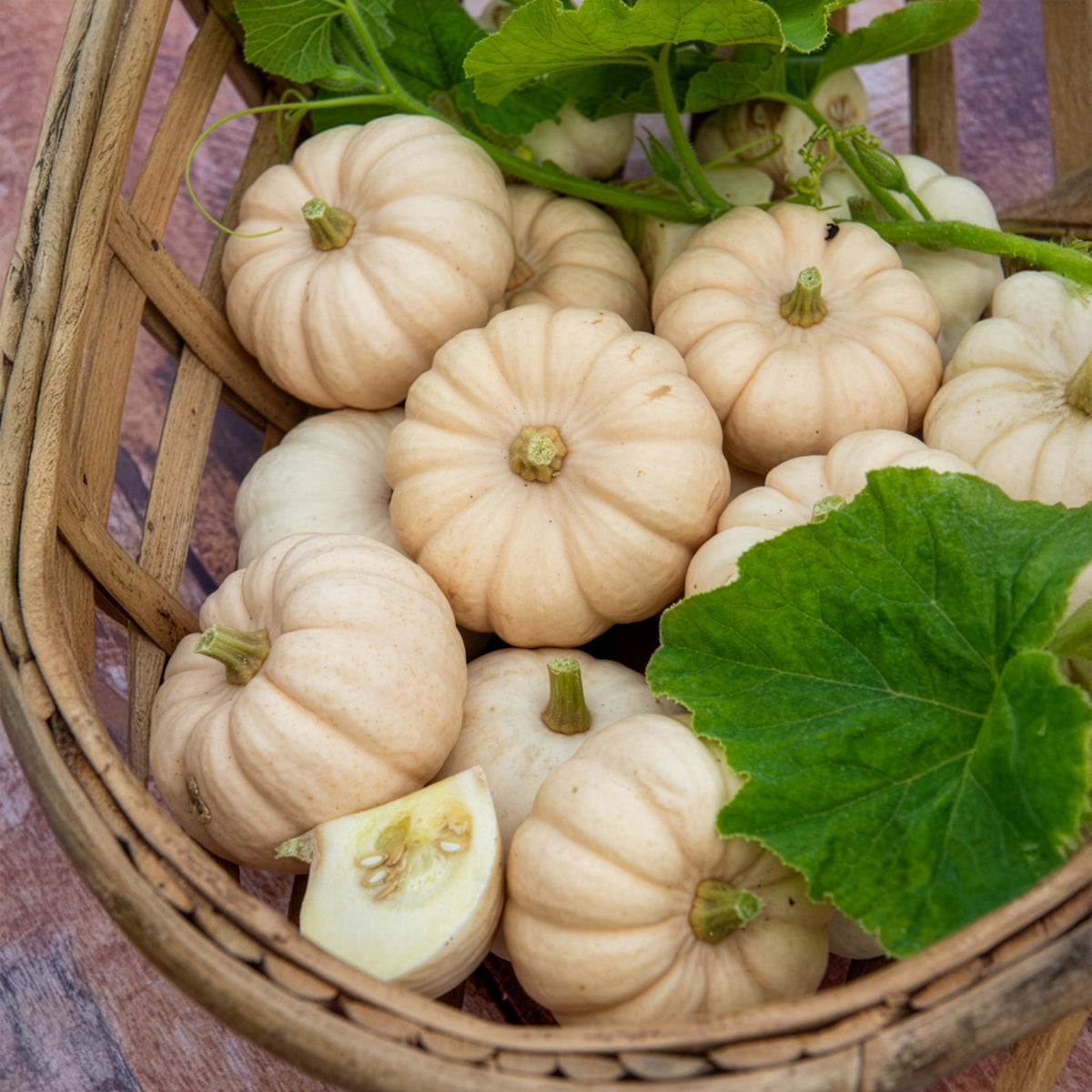 Courge Baby Boo - Cucurbita pepo Baby Boo - Bakker