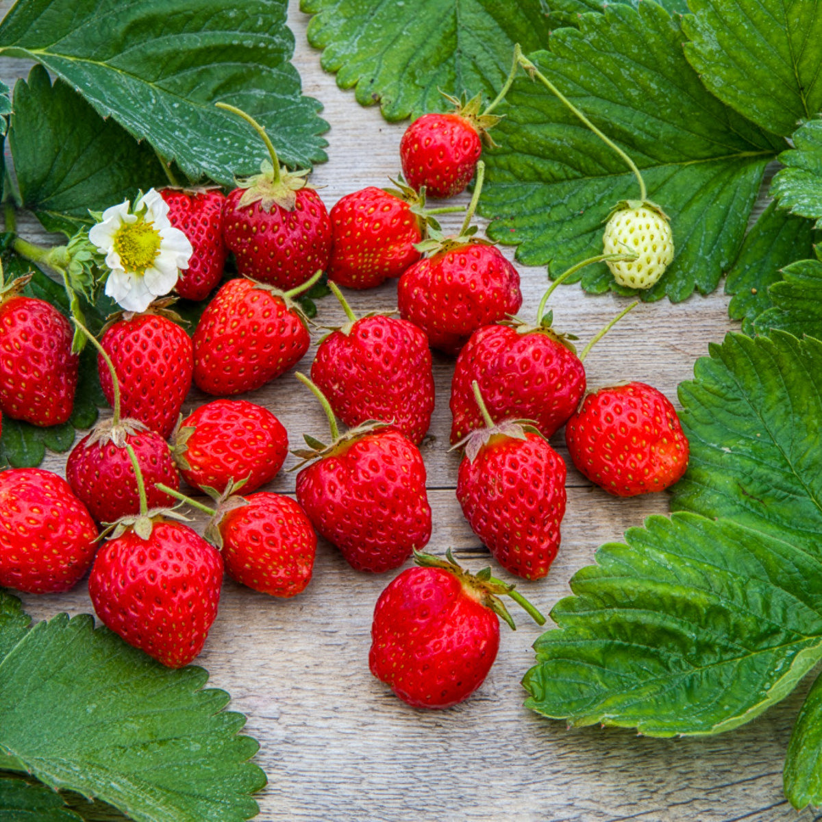 Fraisier remontant Gento - Fragaria × ananassa Gento Nova - Bakker