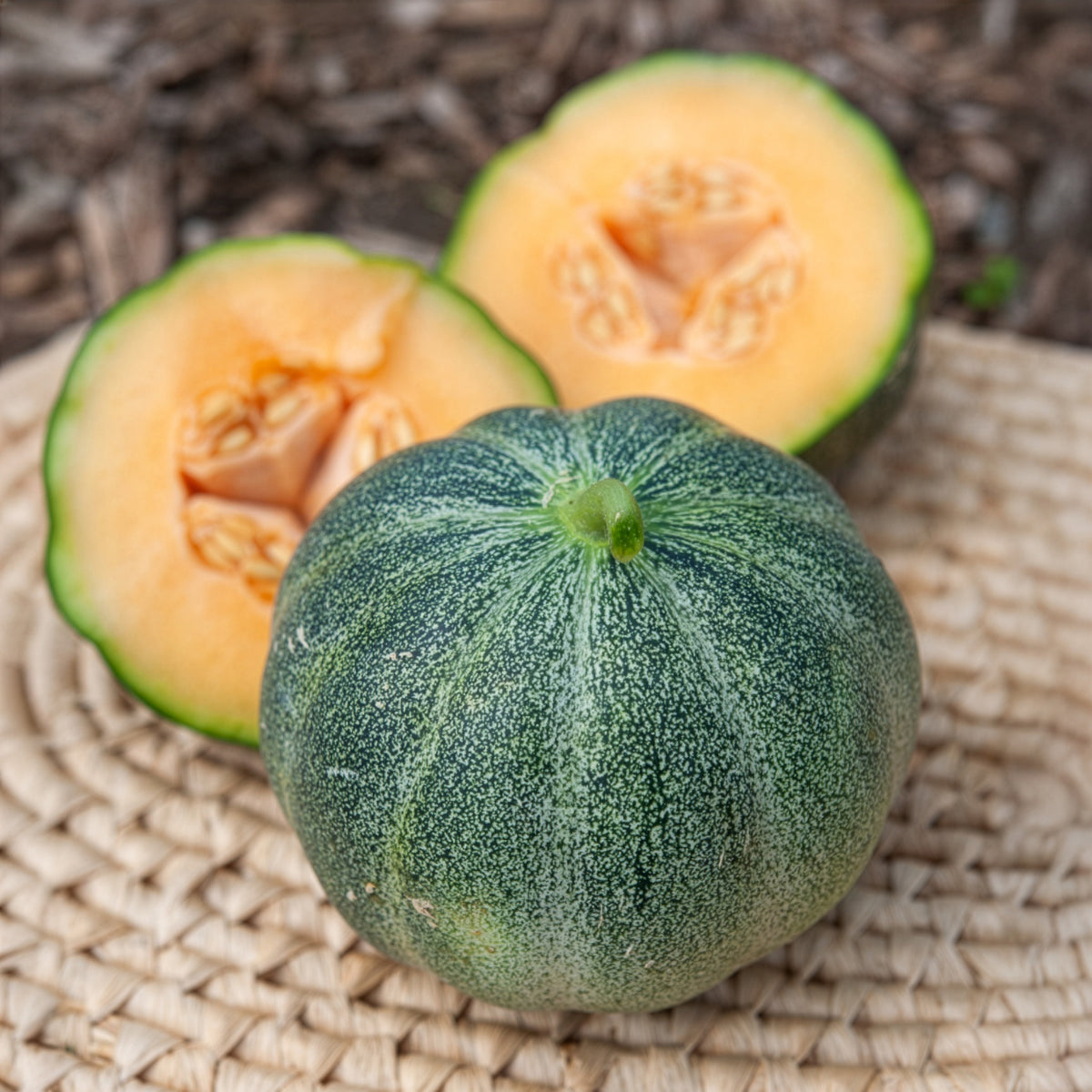 Melon Petit Gris de Rennes - Bakker
