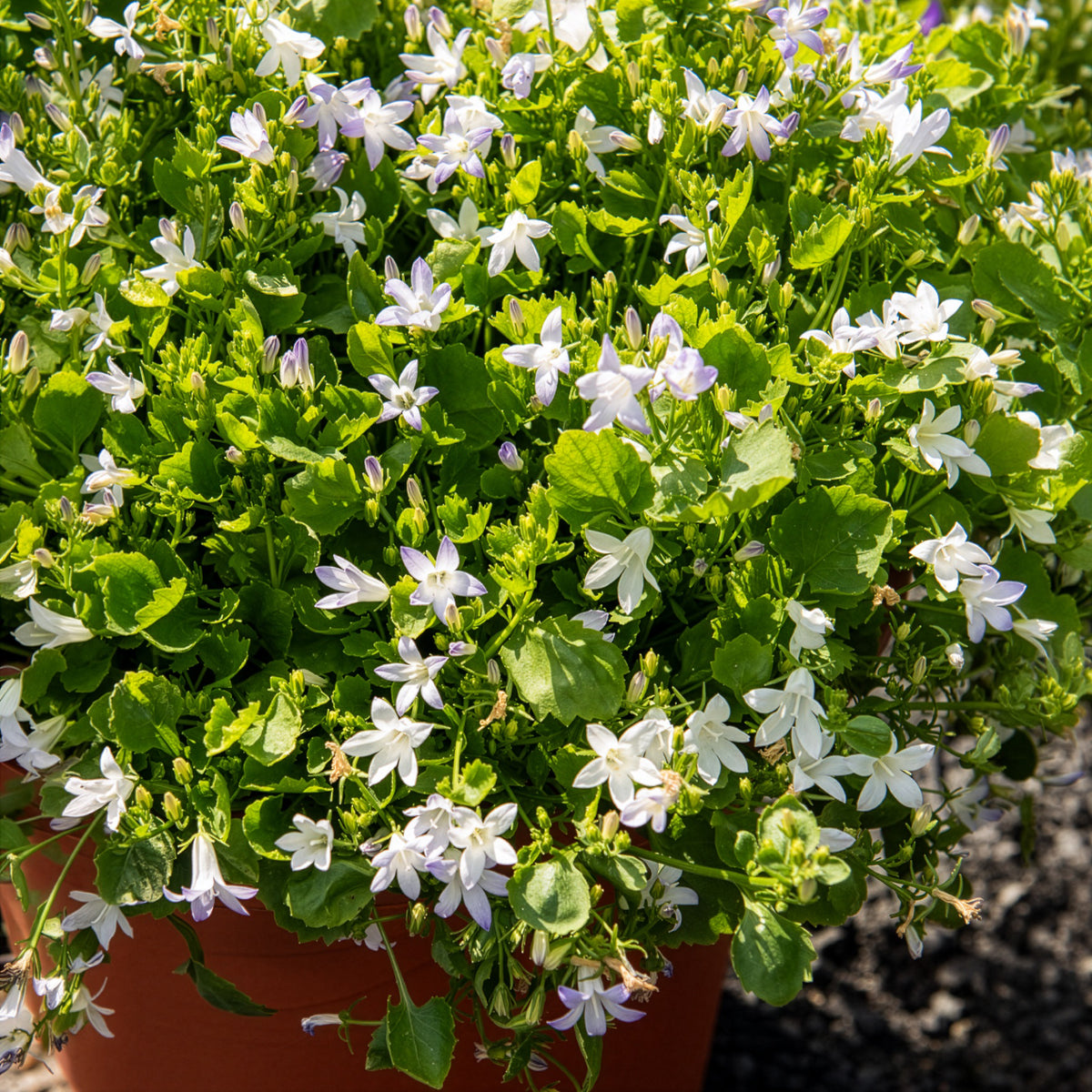 Campanule portens blanc - Bakker