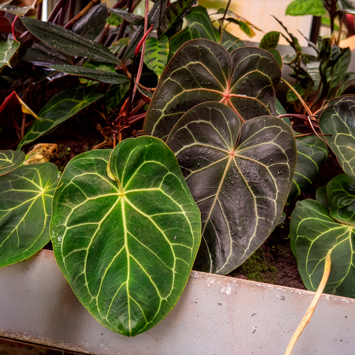 Anthurium Crystallinum