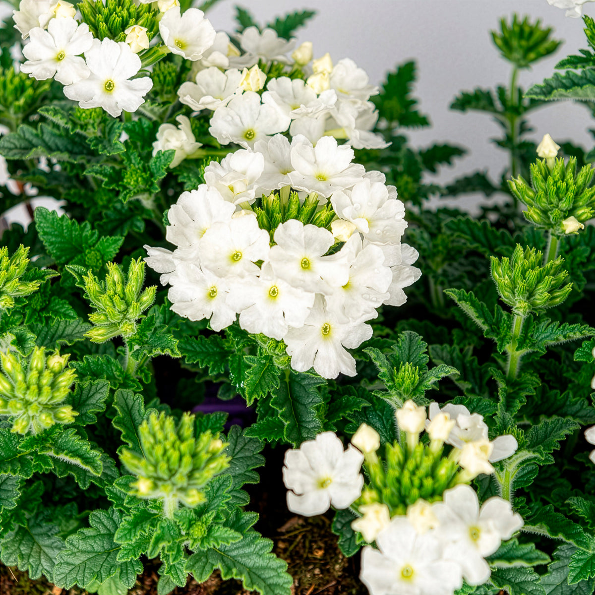Verveine Blanche - Verbena pendula - Bakker