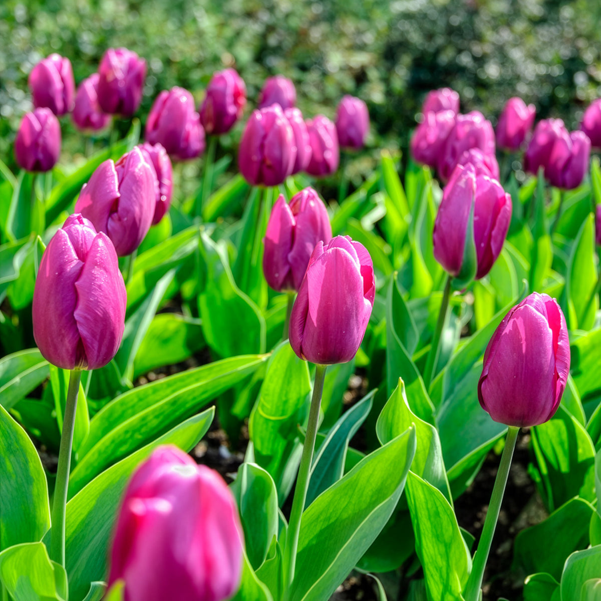 Bulbes de printemps pour massif arc-en-ciel - Narcissus, Tulipa Purple Priince, Van Eijk, Apeldoorn's Elite - Bakker