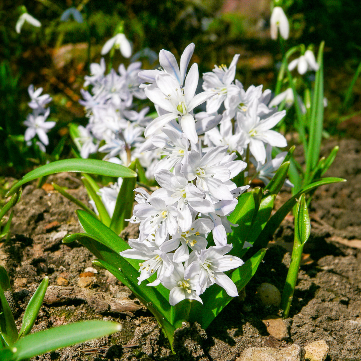 Vente Bulbes de printemps pour massif rouge et blanc - Narcissus Ice Follies, Pusckina alba, Tulipa Apeldoorn, Exotic Emperor, Seadov
