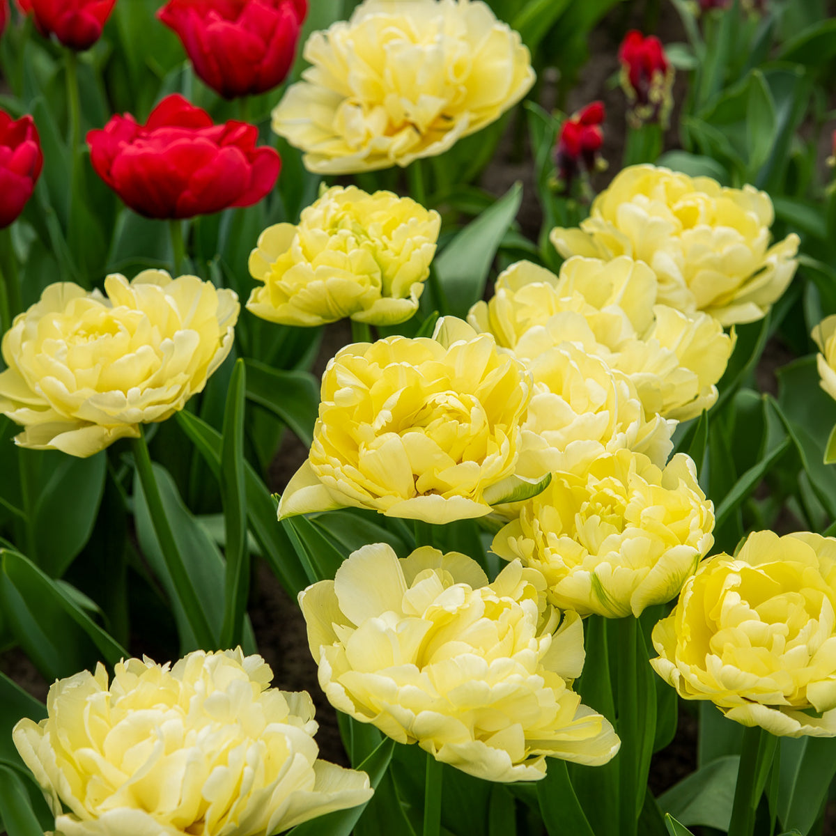 Bulbes de Tulipe - Tulipe double hâtive Avant-garde - Tulipa Avant-garde