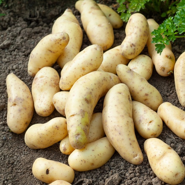 Plants de pommes de terre - 25 Pommes de terre Ratte - Solanum tuberosum ratte