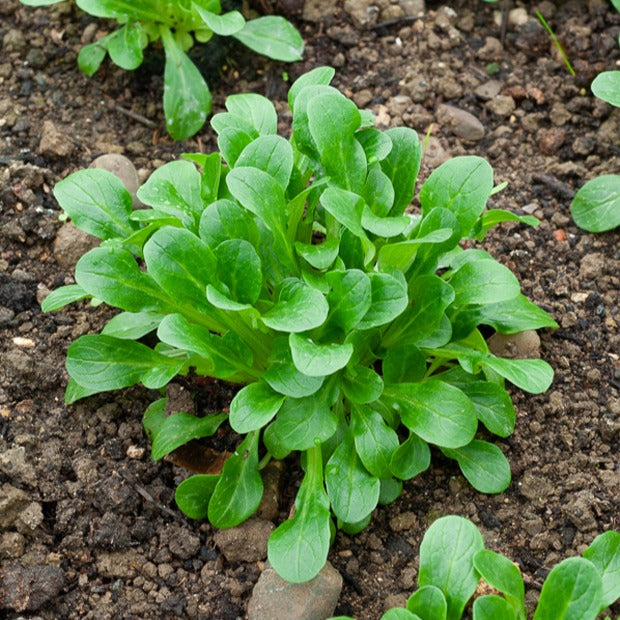 Mâche Verte d'Etampes - Valerianella locusta verte d'etampes - Bakker
