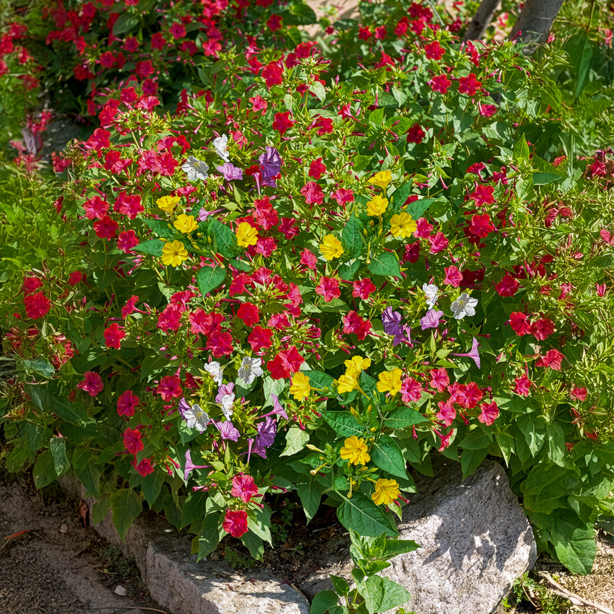 6 Belle-de-nuit en mélange - Mirabilis jalapa - Bakker