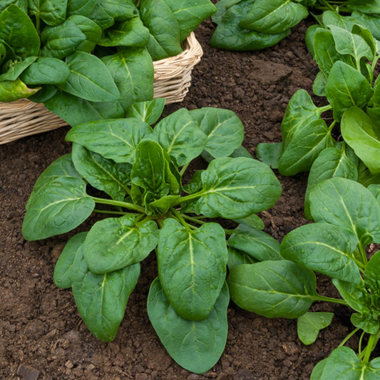 Epinard Samos HF1 - Bakker