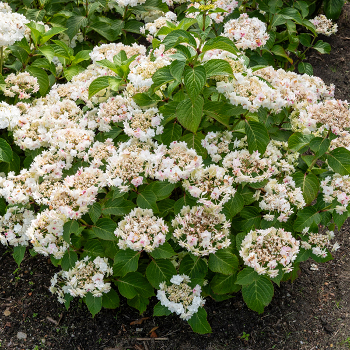 Hydrangea macrophylla Doppio Bianco - Hortensia Doppio Bianco - Hortensia