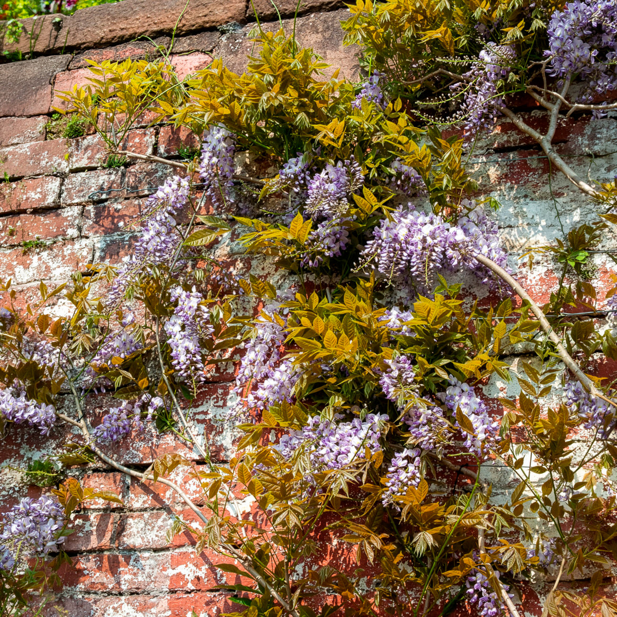 Glycine de Chine 'Caroline'