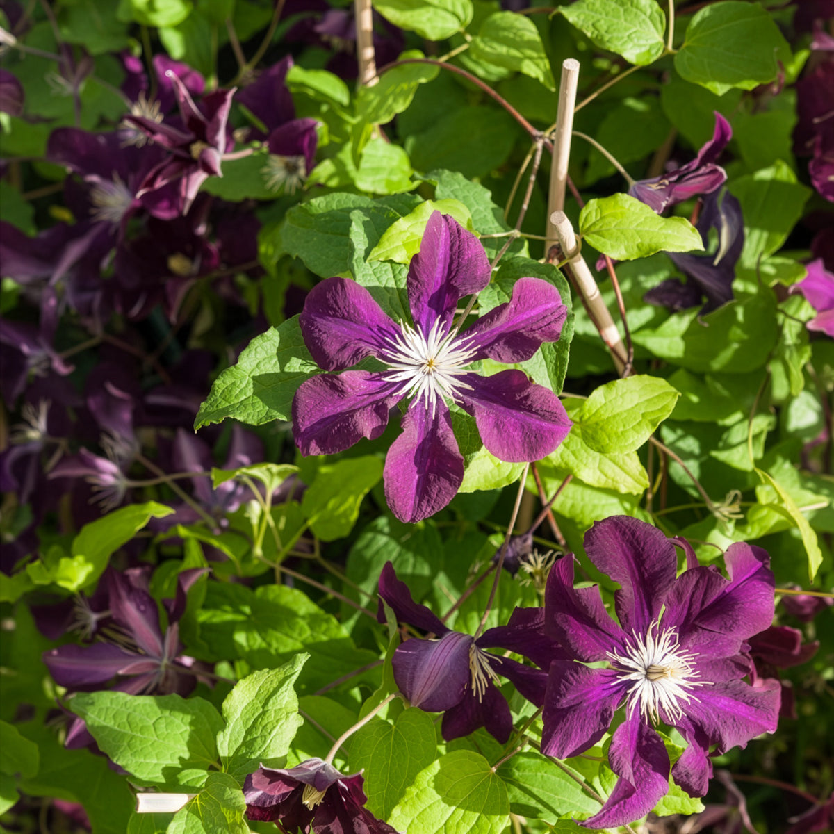 Vente Clématite 'Warszawska Nike' - Clematis Warszawska Nike