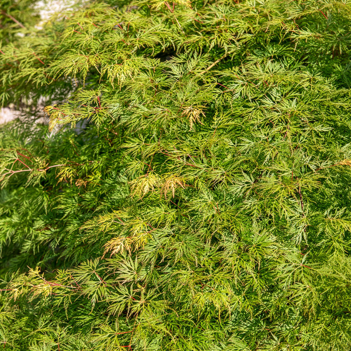 Vente Erable japonais 'Emerald Lace'
