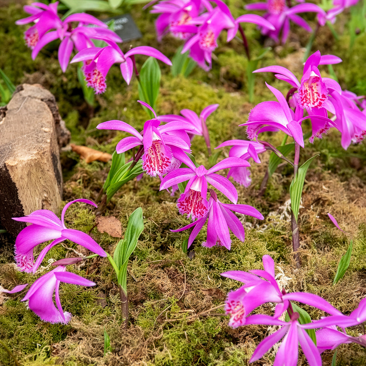 Pleione tongariro - Orchidée 'Pleione Tongariro' - Packs de bulbes de fleurs