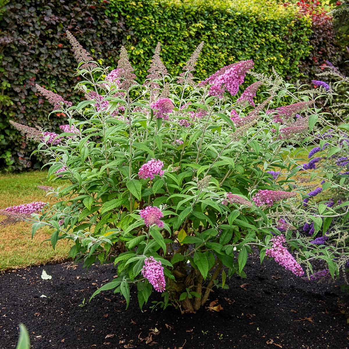 Arbre aux papillons 'Pink Delight' - Bakker