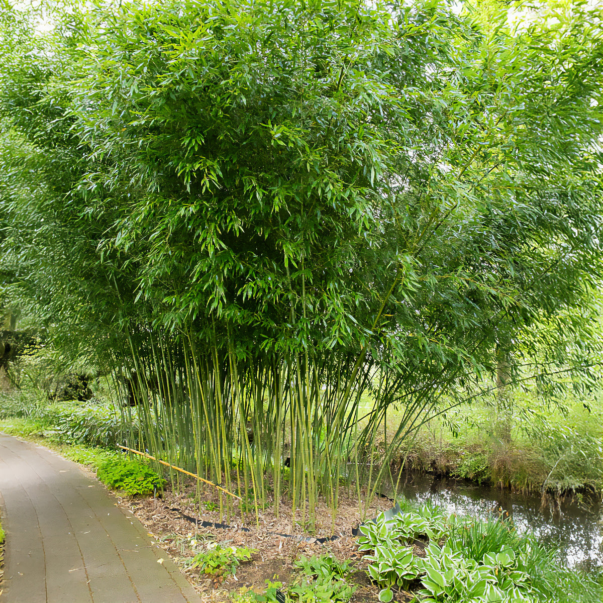 Bambou traçant à chaumes verts - Bakker