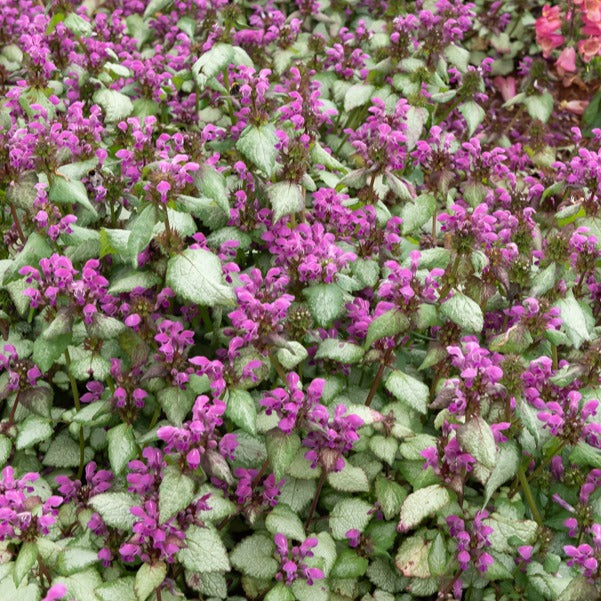 Lamier argenté - Lamium maculatum Beacon Silver - Bakker