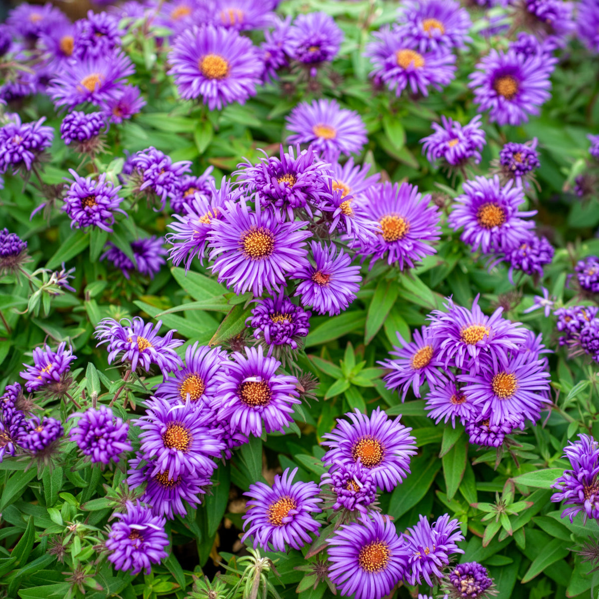 Aster de Nouvelle-Angleterre Purple Dome