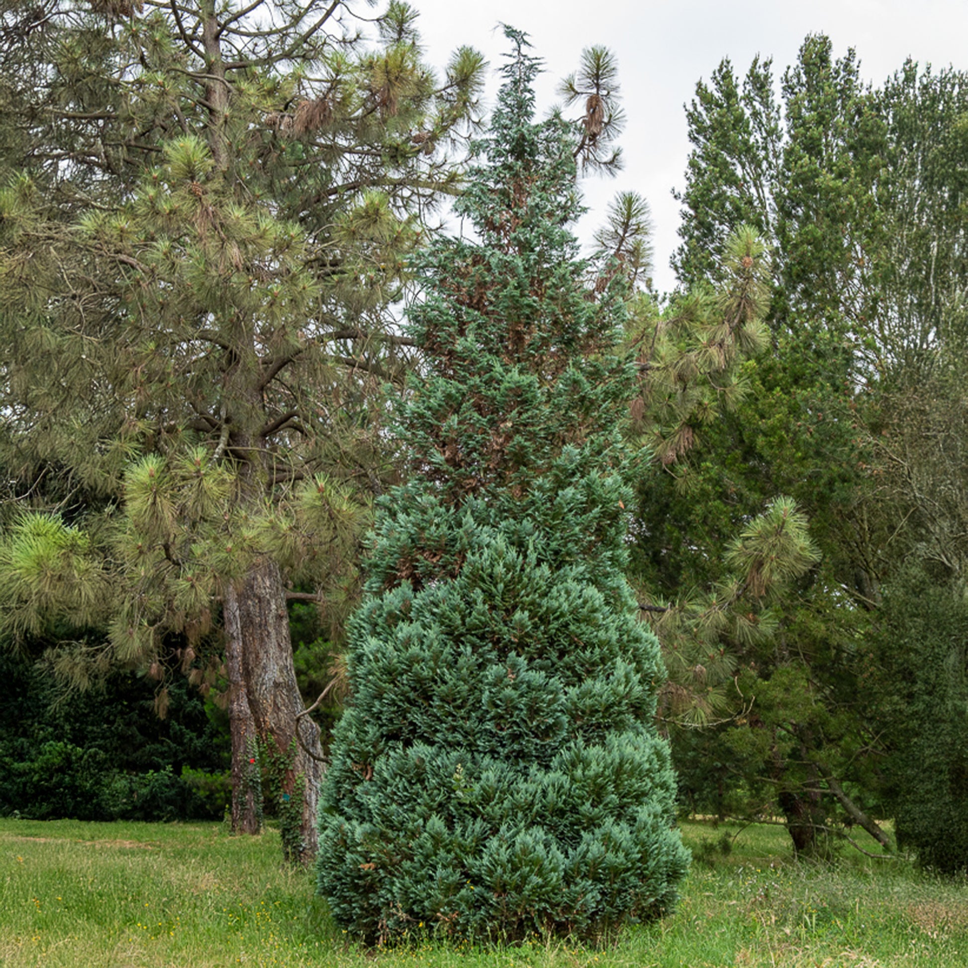 Faux Cyprès de Lawson 'Columnaris' - Bakker