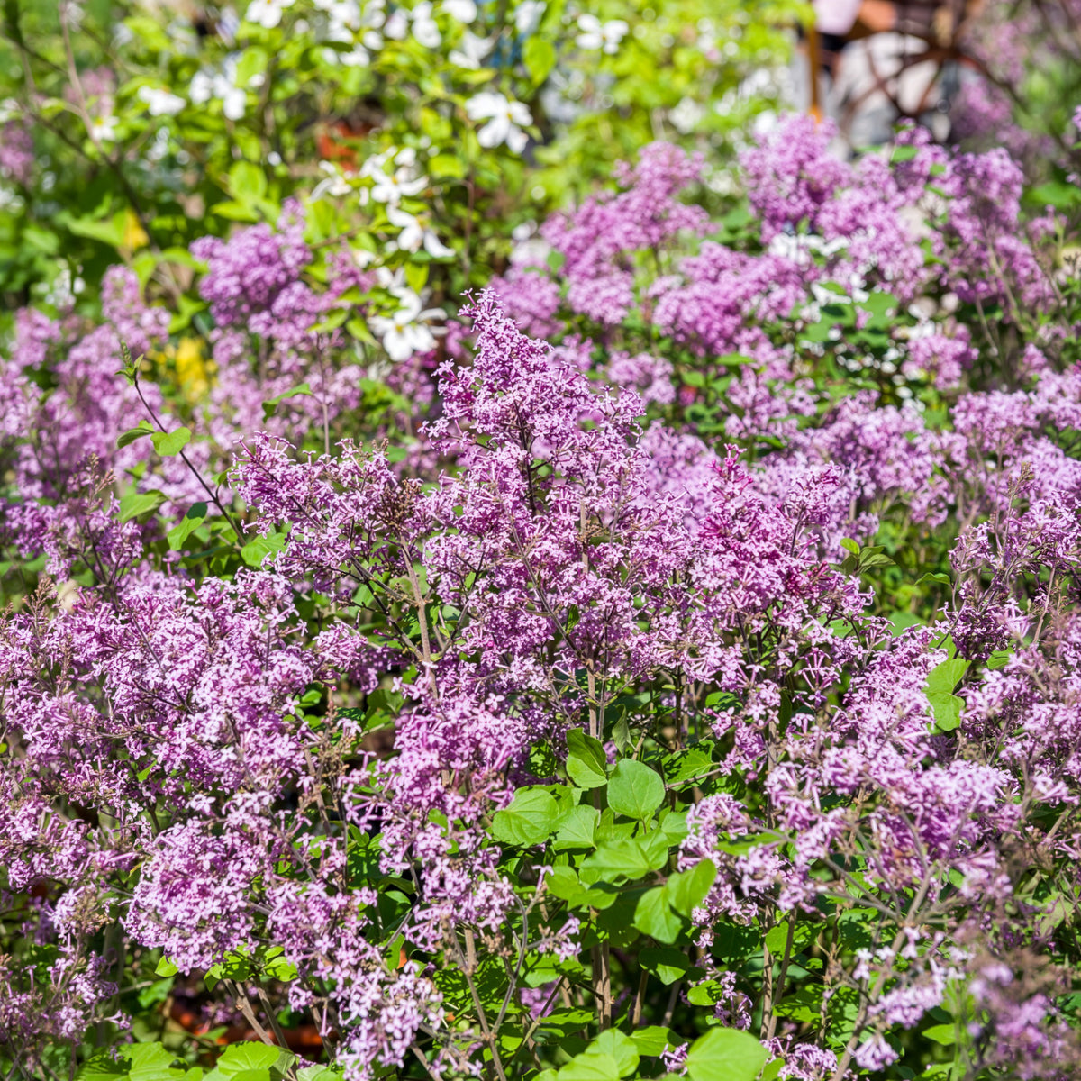 Lilas nain 'Dark Purple'