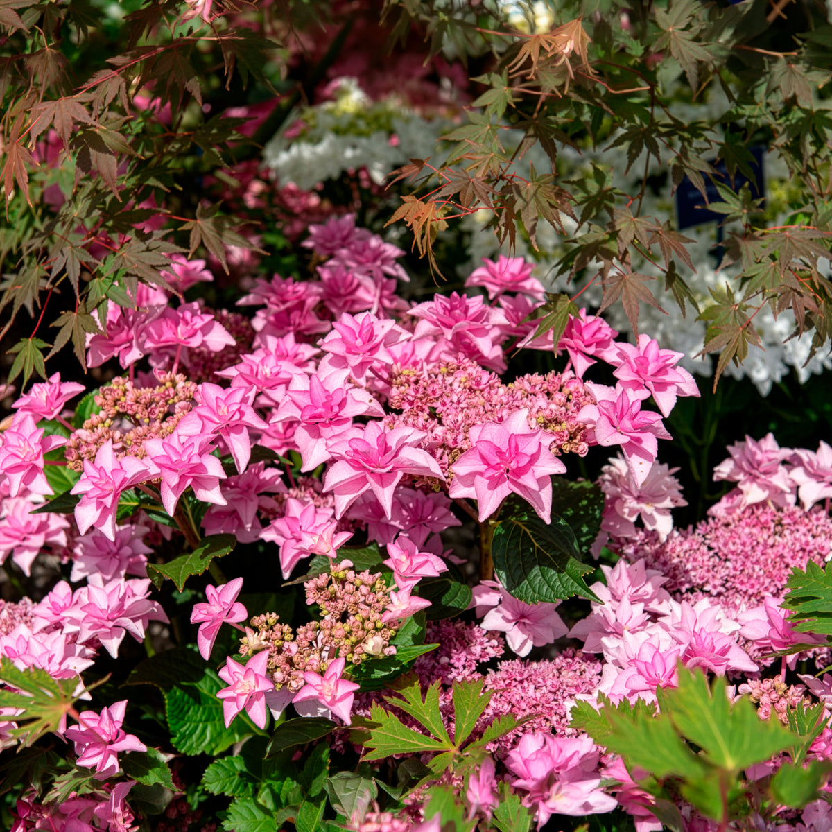 Hortensia 'Doppio Rosa'