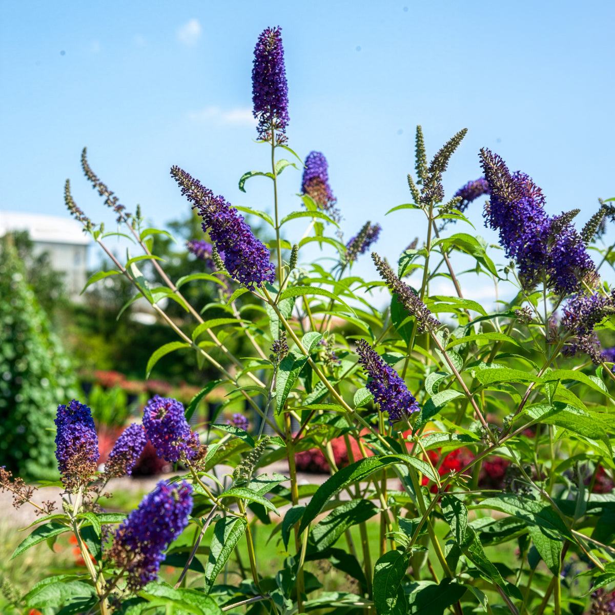 Arbre à papillons - Buddleja davidii Empire Blue - Bakker