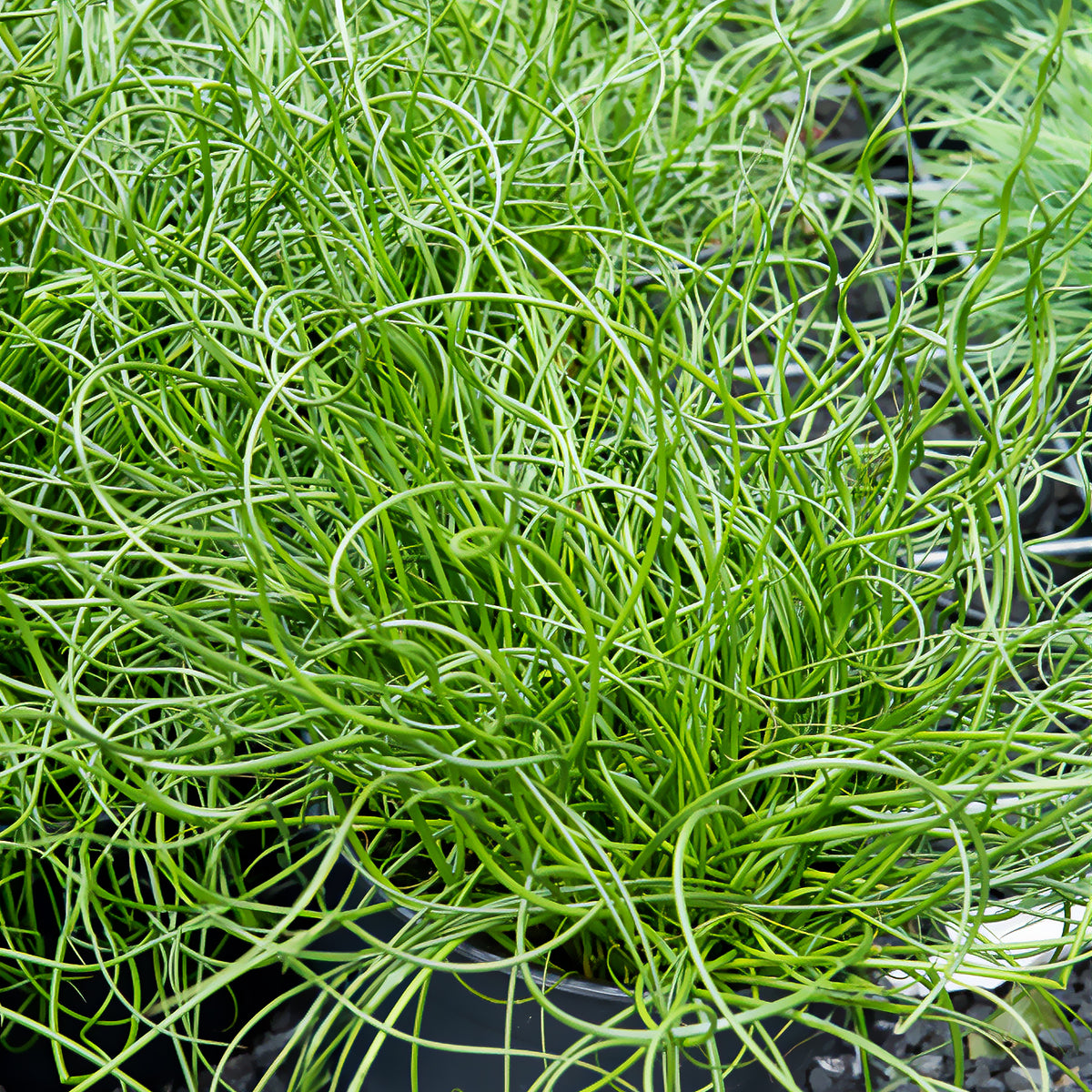 Juncus effusus spiralis - Jonc épars Spiralis - Toutes les plantes de bassin