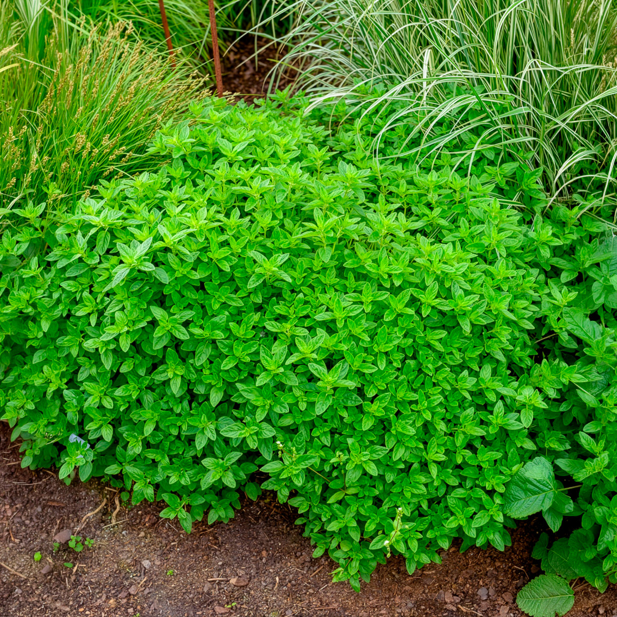 Origan commun - Origanum vulgare - Bakker
