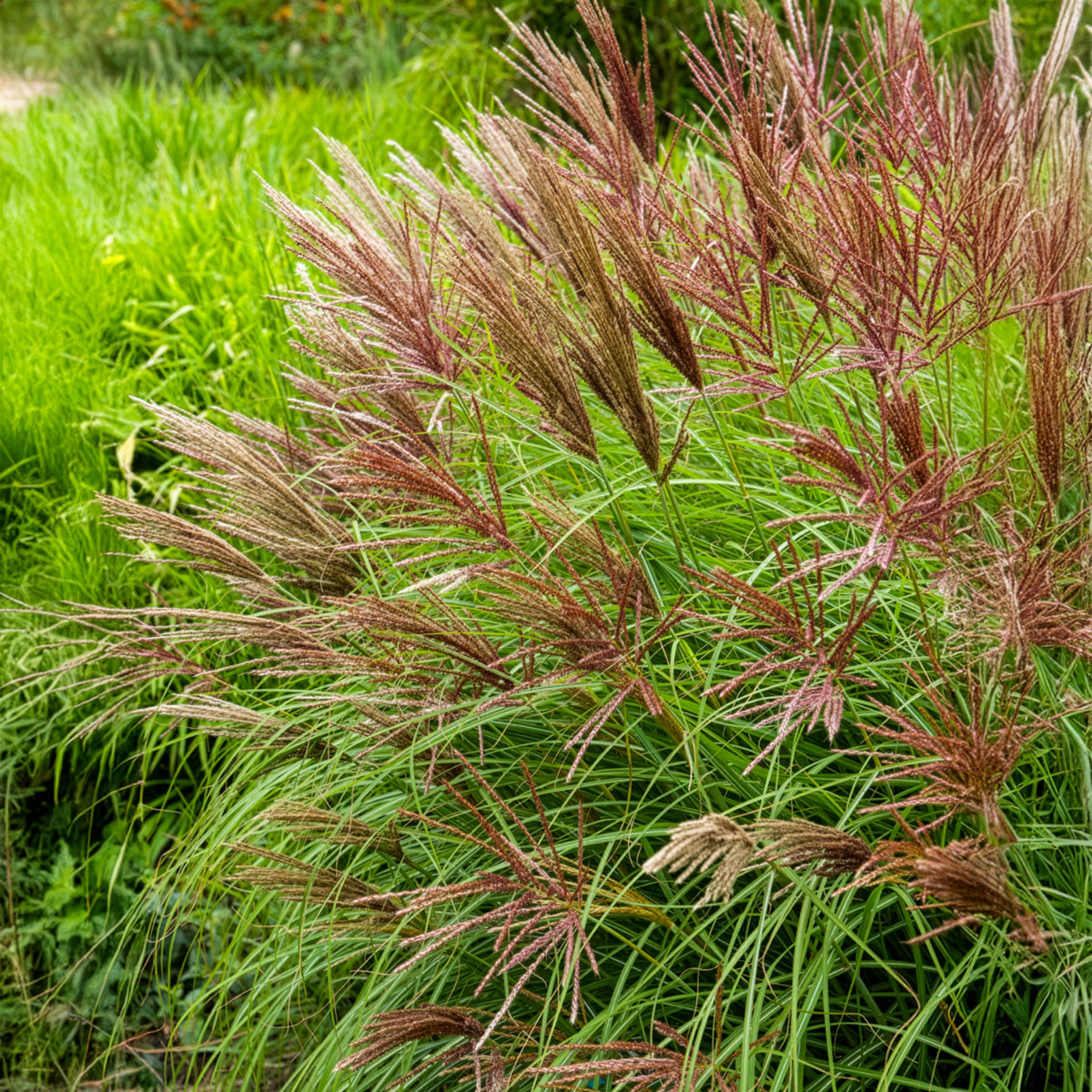 Eulaliee Red Chief - Bakker