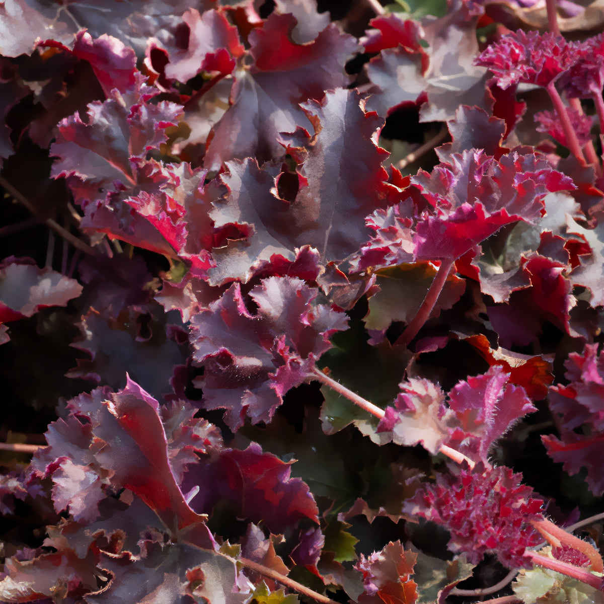 Vente Heuchère Chocolate Ruffles - Heuchera Chocolate Ruffles